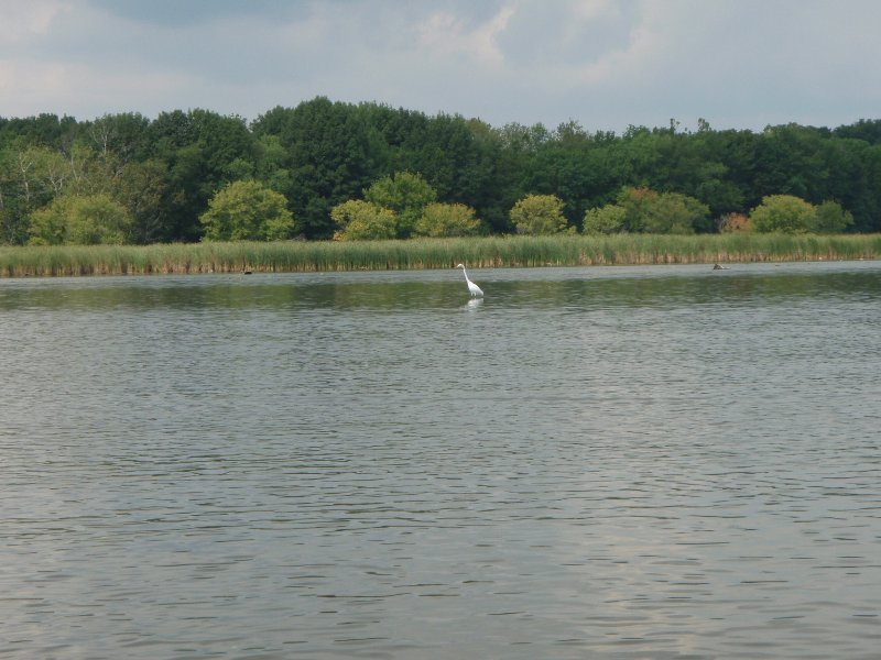 Busse091209-9120013.jpg - Egret