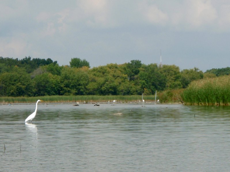 Busse091209-9120014.jpg - Egrets
