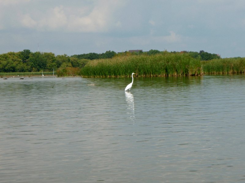 Busse091209-9120016.jpg - Egrets