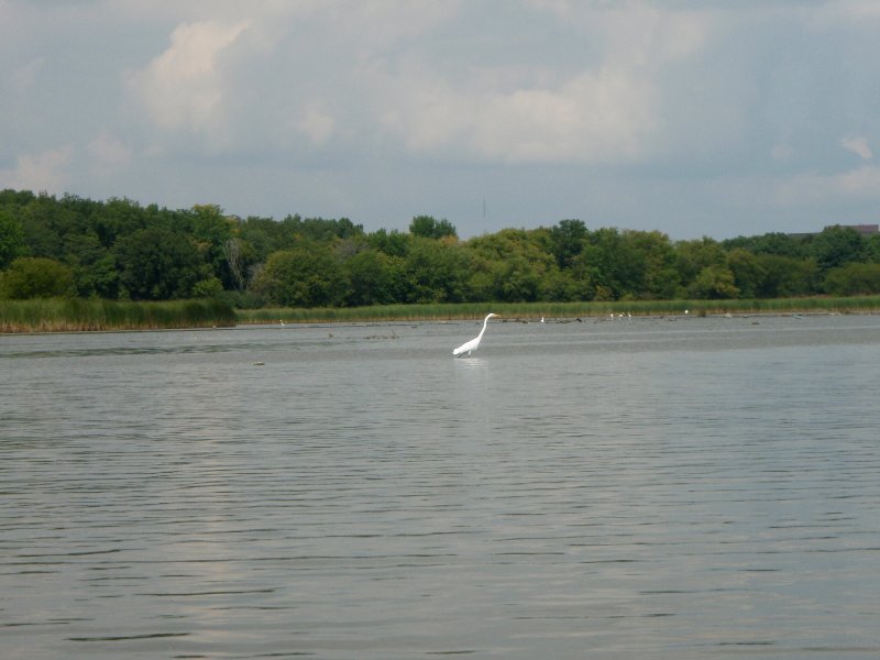 Busse091209-9120019.jpg - Egrets