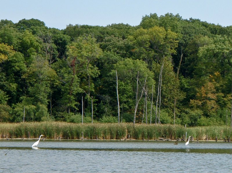 Busse091209-9120022.jpg - Egrets
