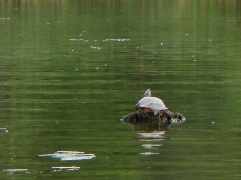 Busse091209-9120026.jpg - Turtle