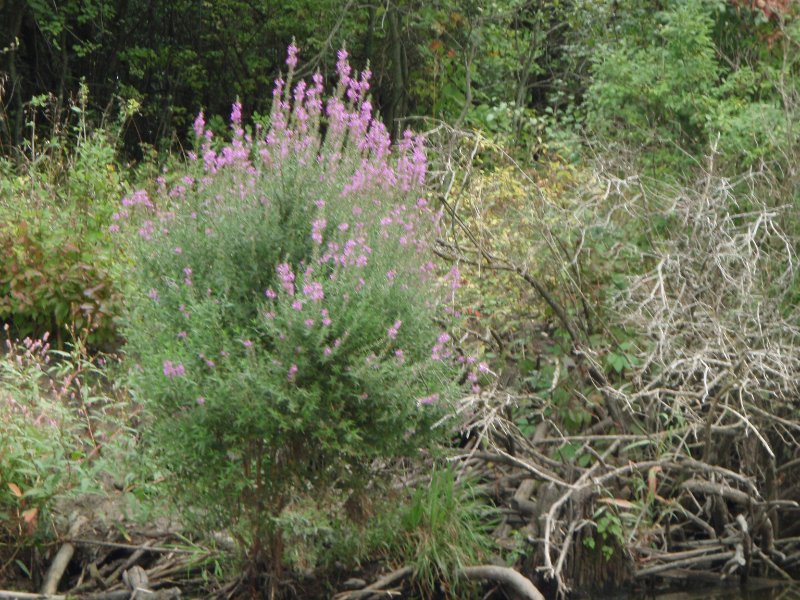 Busse091209-9120029.jpg - Flowers