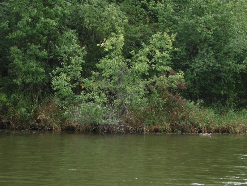 Busse091209-9120040.jpg - Duck