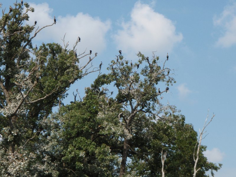 Busse091209-9120060.jpg - Comorant Tree