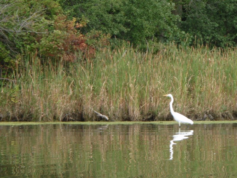 Busse091909-9190006.jpg - Egret