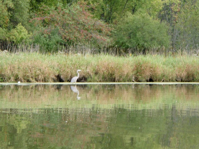 Busse091909-9190007.jpg - Great Blue Heron