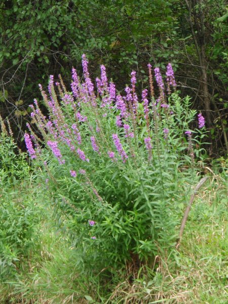 Busse091909-9190017.jpg - Flowers