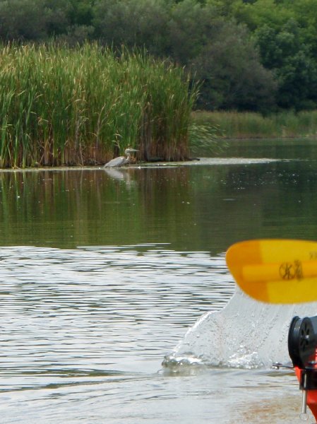 Busse091909-9190020.jpg - Great Blue Heron