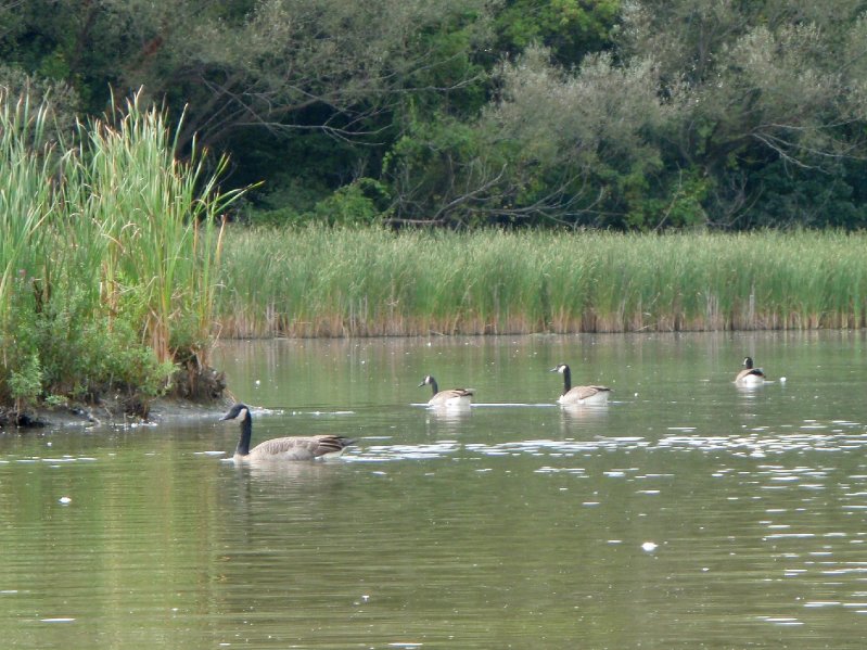 Busse091909-9190024.jpg - Geese