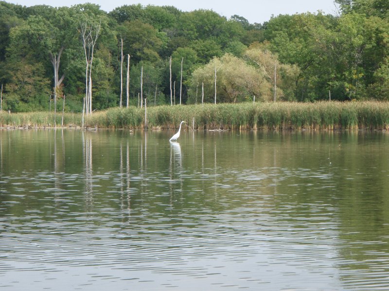Busse091909-9190039.jpg - Egret