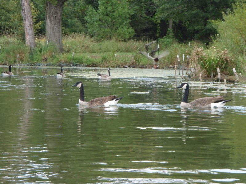 Busse091909-9190076.jpg - Geese