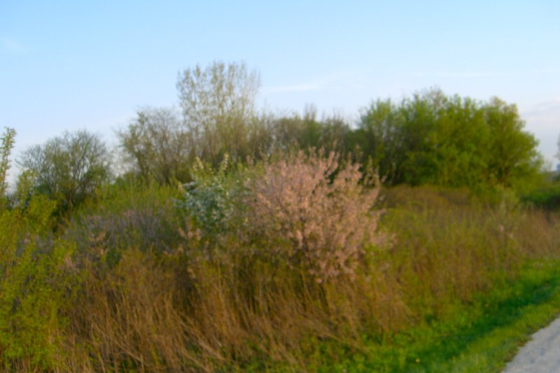 DanadaBikeTrail050509-1564.jpg - Danada Forest Preserve Bike Trail