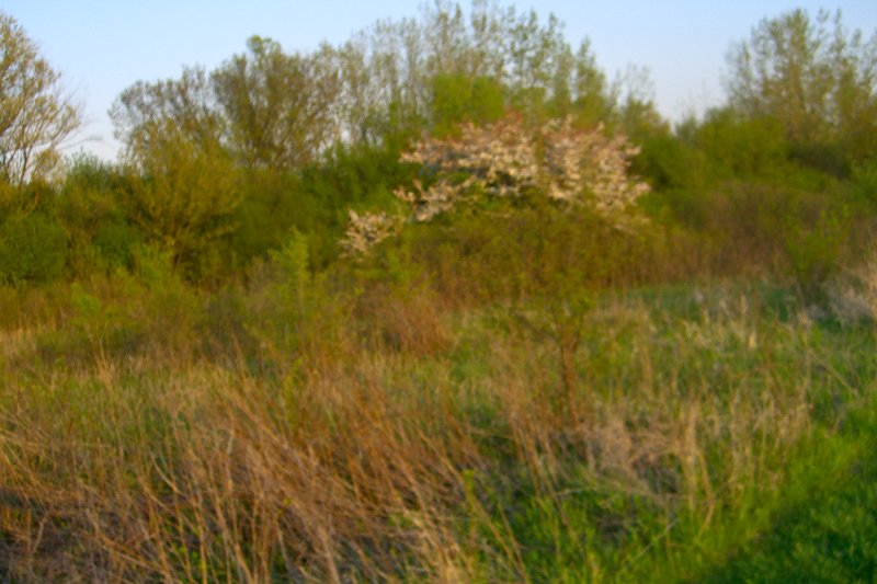 DanadaBikeTrail050509-1565.jpg - Danada Forest Preserve Bike Trail