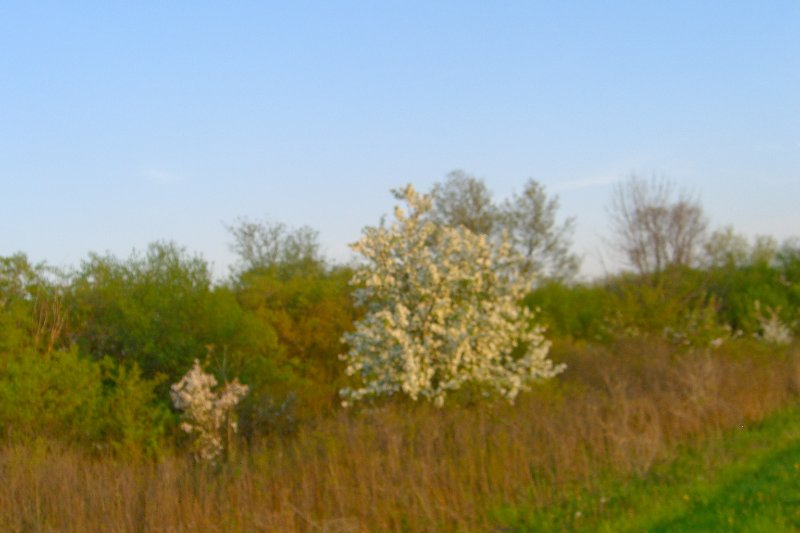 DanadaBikeTrail050509-1569.jpg - Danada Forest Preserve Bike Trail
