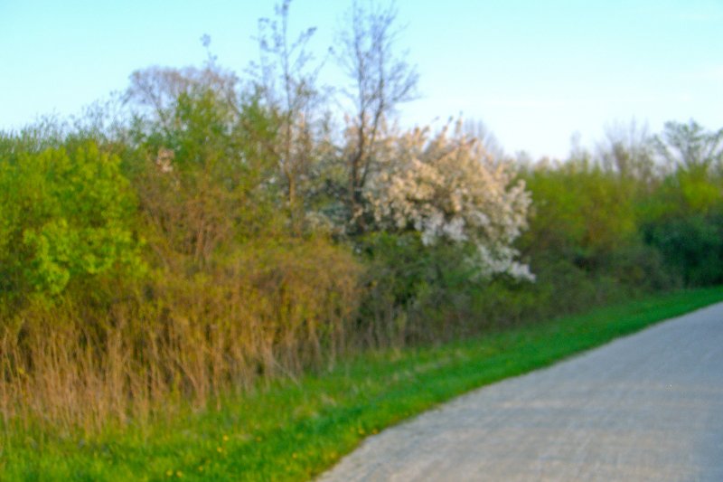 DanadaBikeTrail050509-1570.jpg - Danada Forest Preserve Bike Trail