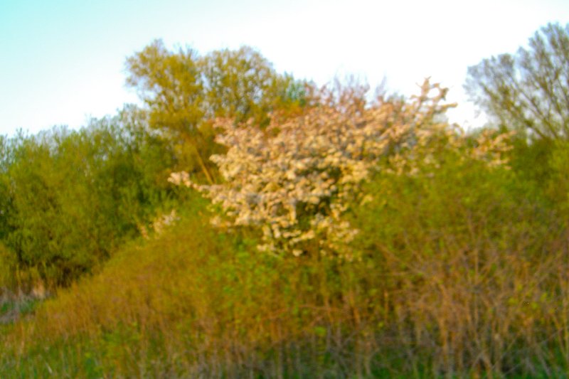DanadaBikeTrail050509-1579.jpg - Danada Forest Preserve Bike Trail