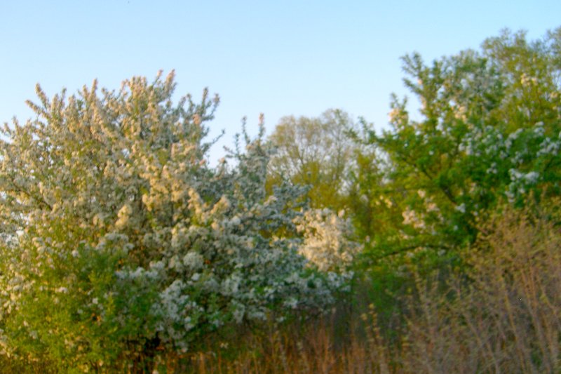 DanadaBikeTrail050509-1582.jpg - Danada Forest Preserve Bike Trail