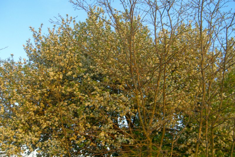 DanadaBikeTrail050509-1589.jpg - Danada Forest Preserve Bike Trail