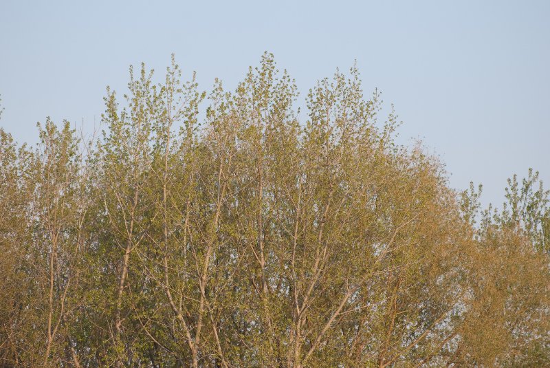 DanadaBikeTrail050509-6261.jpg - Danada Forest Preserve Bike Trail