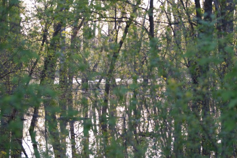 DanadaBikeTrail050509-6263.jpg - Danada Forest Preserve Bike Trail