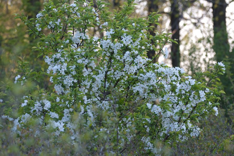 DanadaBikeTrail050509-6264.jpg - Danada Forest Preserve Bike Trail