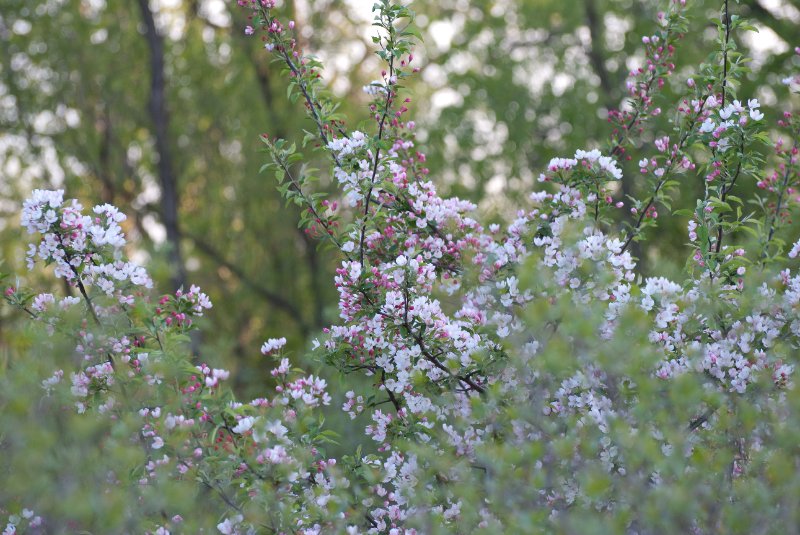 DanadaBikeTrail050509-6265.jpg - Danada Forest Preserve Bike Trail