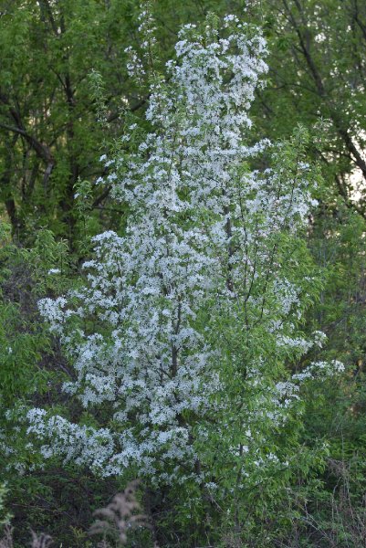 DanadaBikeTrail050509-6266.jpg - Danada Forest Preserve Bike Trail