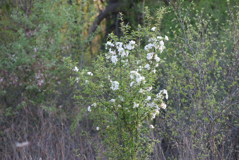 DanadaBikeTrail050509-6268.jpg - Danada Forest Preserve Bike Trail