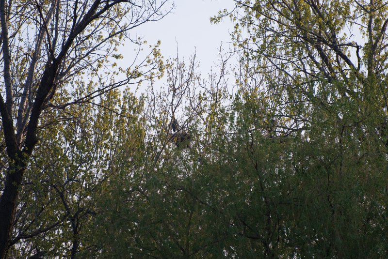 DanadaBikeTrail050509-6269.jpg - Danada Forest Preserve Bike Trail