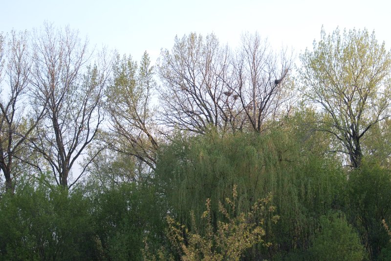 DanadaBikeTrail050509-6270.jpg - Danada Forest Preserve Bike Trail