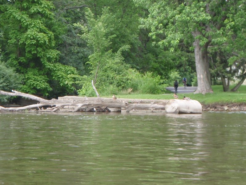 FoxRiverKayak070509-7050011.jpg - Ducks on a Log