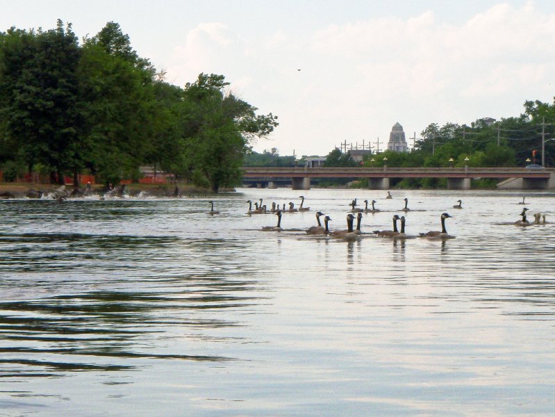 FoxRiverKayak070509-7050016.jpg - Geese Taking Off toward us