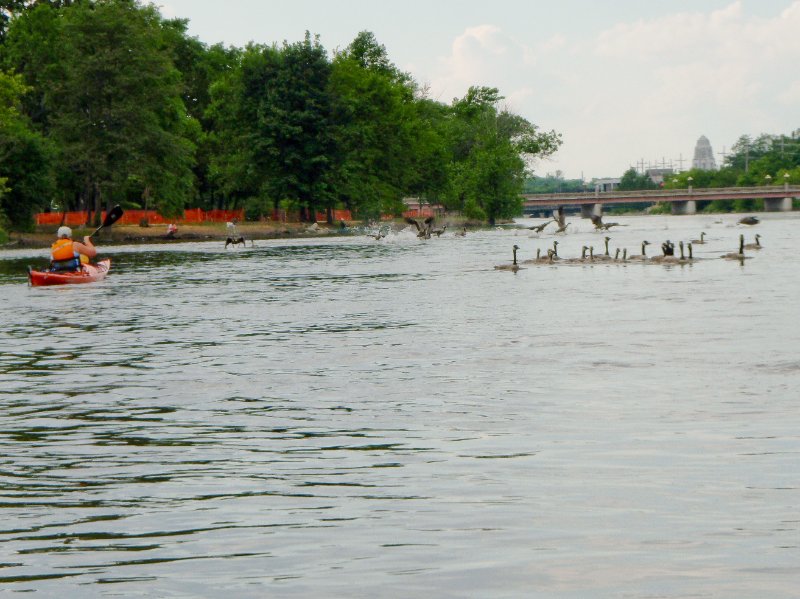 FoxRiverKayak070509-7050019.jpg - Geese Taking Off toward us