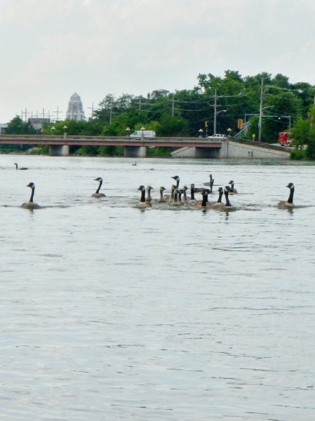 FoxRiverKayak070509-7050020.jpg - Kayak Fox River at Geneva