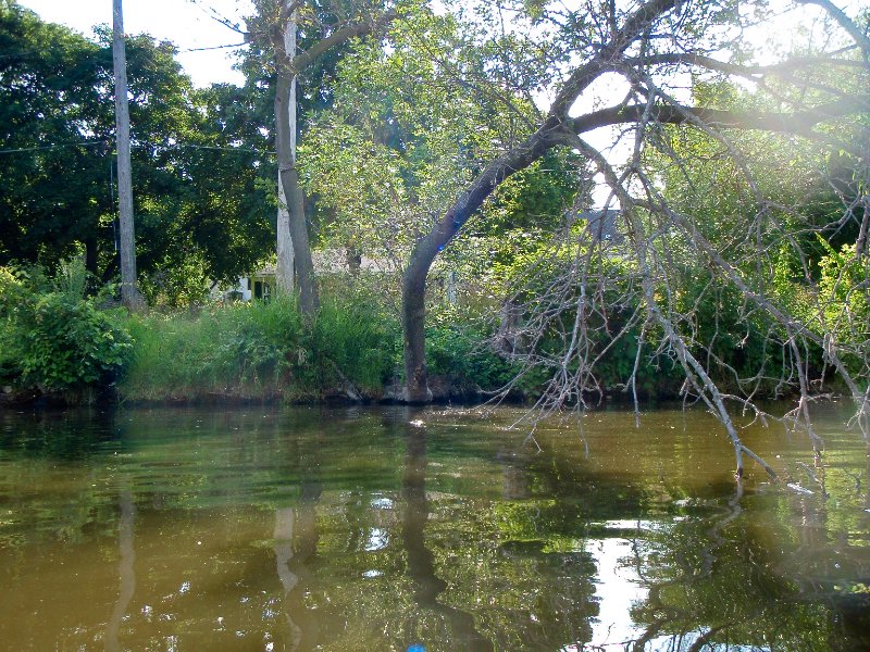 FoxRiverKayak070509-7050048.jpg - Muskrat