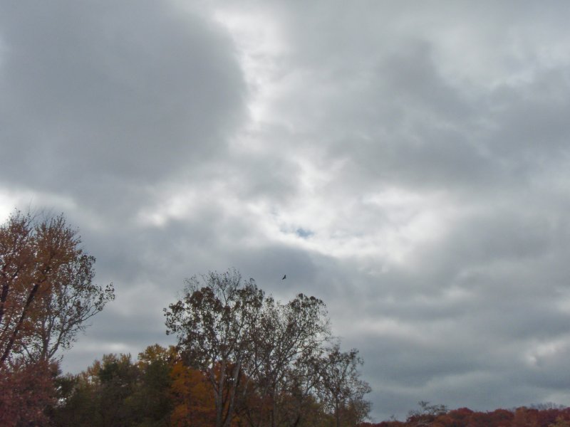 PA240011.jpg - Hawk.  One of many!