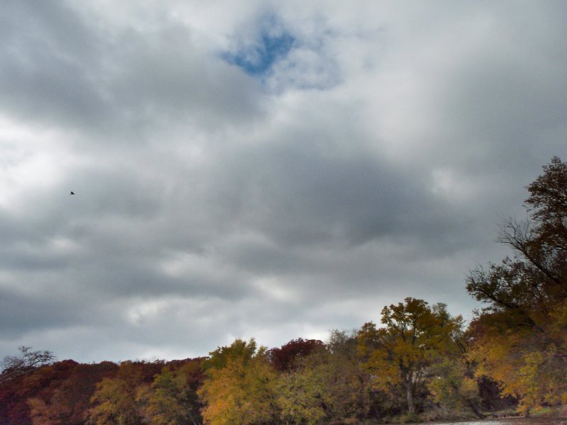 PA240012.jpg - Hawk.  One of many!