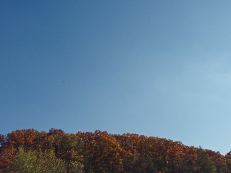 PA240078.jpg - Hawk.