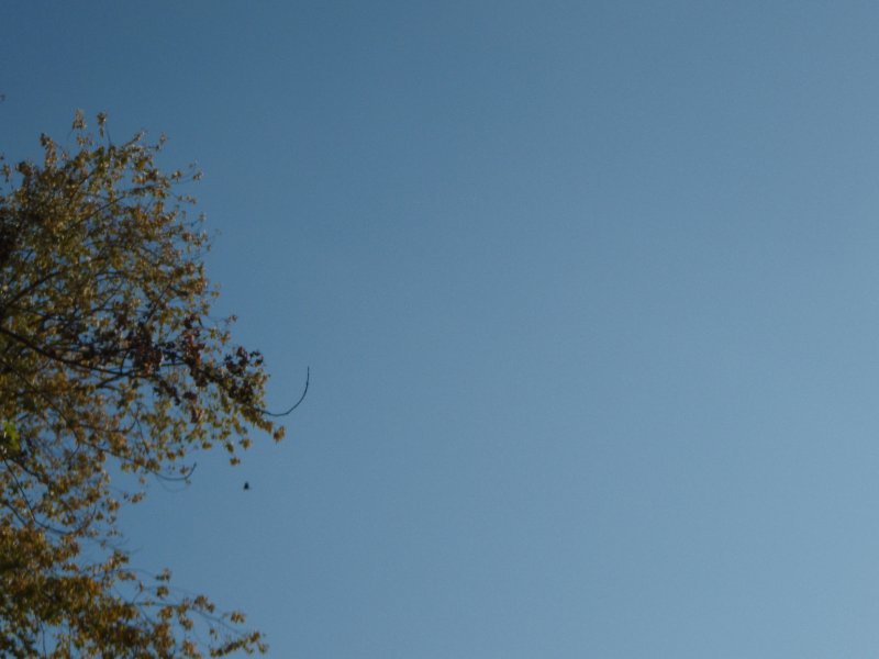 PA240100.jpg - Fox River Kayaking from Sheridan to Wedron