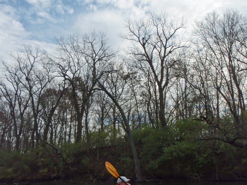 FoxRiverKayak110809-080005.jpg - Great Blue Heron perched up high