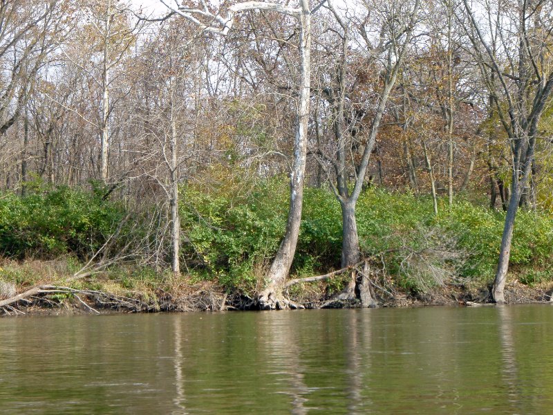FoxRiverKayak110809-080014.jpg - Kayaking the Fox River from Sheridan to Wedron