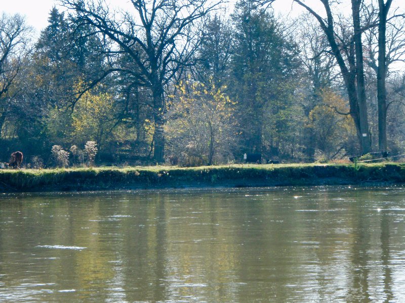FoxRiverKayak110809-080044.jpg - Cattle Grazing