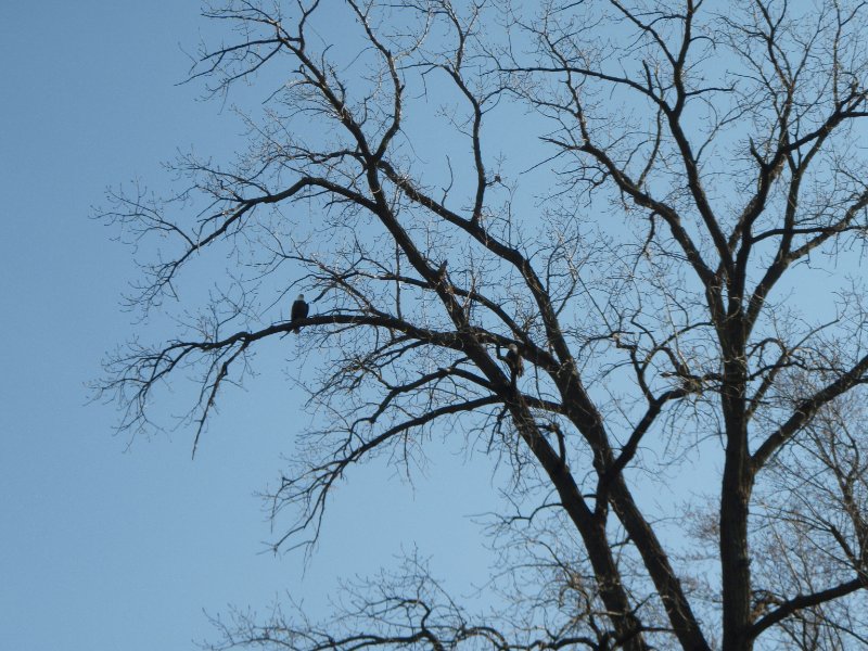 FoxRiverKayak110809-080048.jpg - Bald Eagles!!