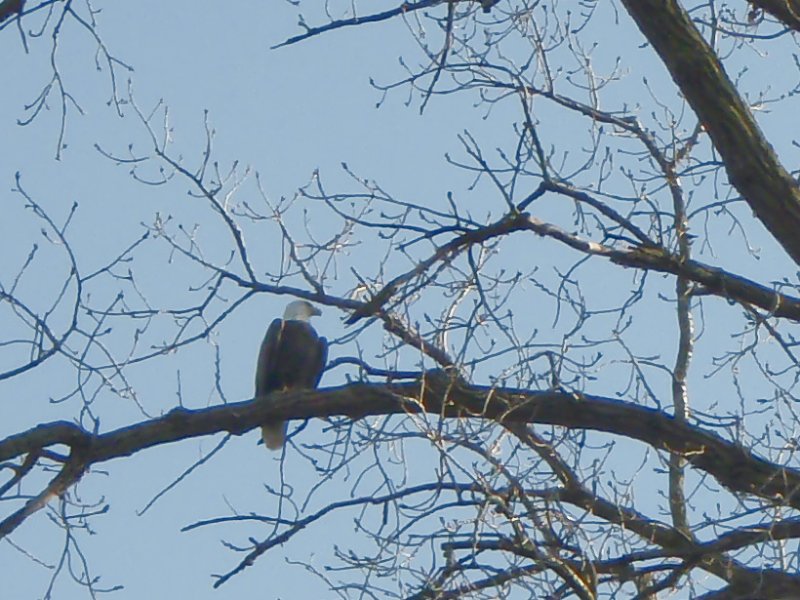 FoxRiverKayak110809-080049-3.jpg - Bald Eagles!!