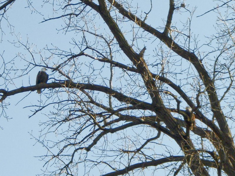 FoxRiverKayak110809-080049-4.jpg - Bald Eagles!!