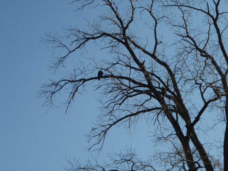 FoxRiverKayak110809-080049.jpg - Bald Eagles!!