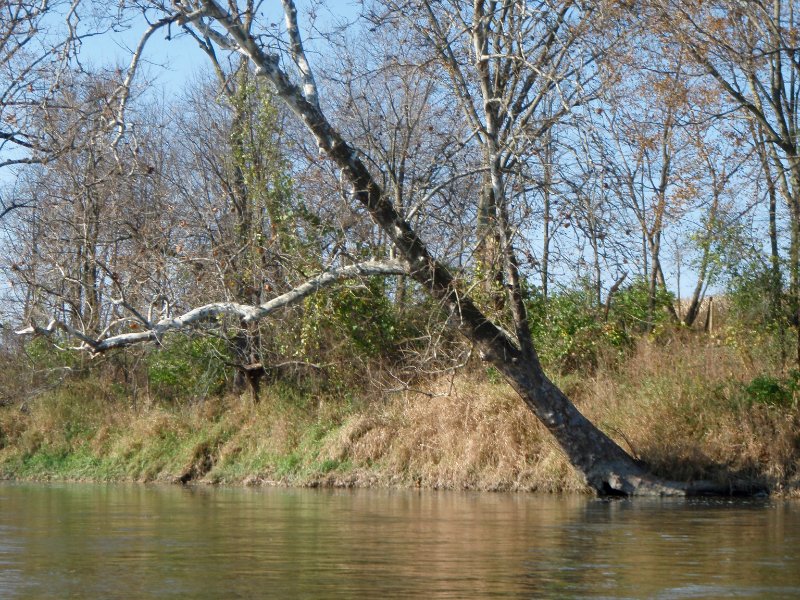 FoxRiverKayak110809-080050.jpg - Kayaking the Fox River from Sheridan to Wedron