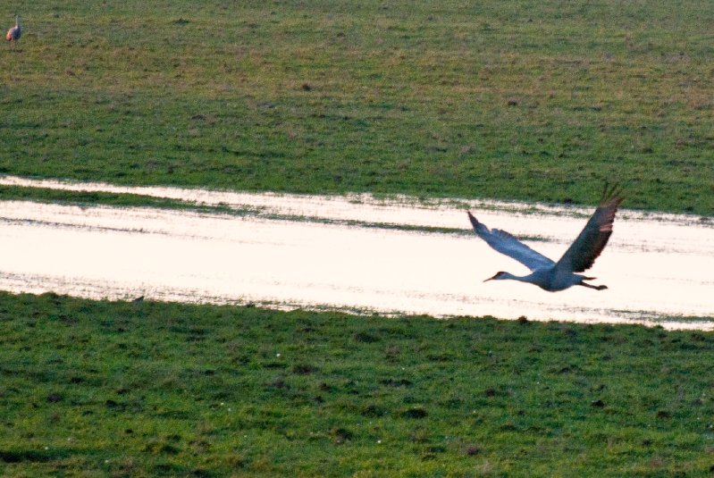 JasperPulaski110109-9879.jpg - Sandhill Cranes twilight flight to Jasper-Pulaski Fish and Wildlife Area