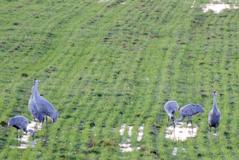 JasperPulaski110109-9906.jpg - Sandhill Cranes twilight flight to Jasper-Pulaski Fish and Wildlife Area